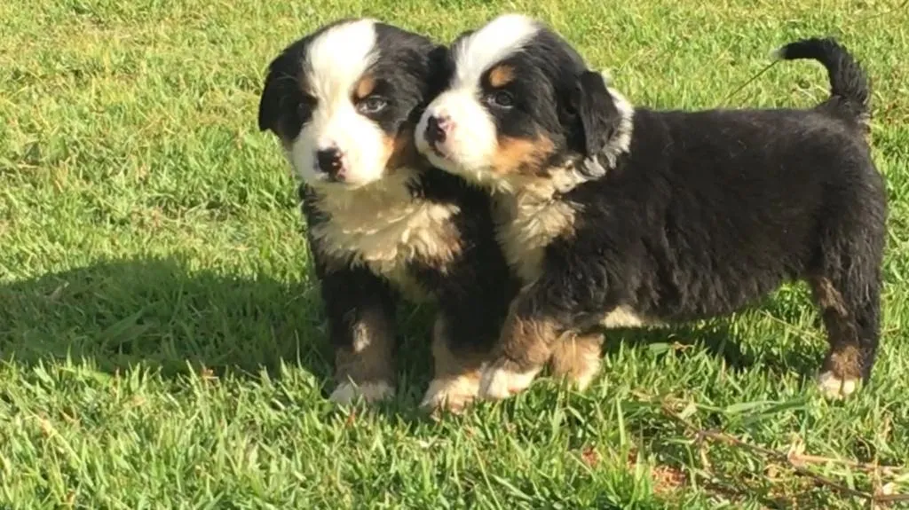 Bernese machos e fêmeas 