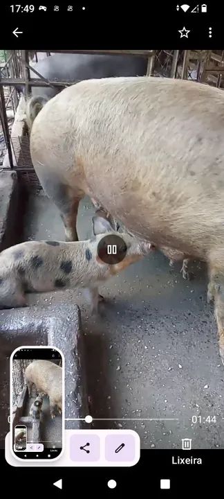 Leitões para engorda - Foto 4