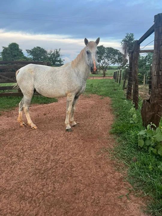 Cavalo Mangalarga com um pouco de quarto de milha - Foto 2