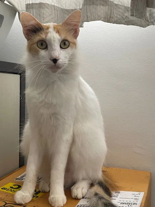 Gatos para Adoção  - Foto 4