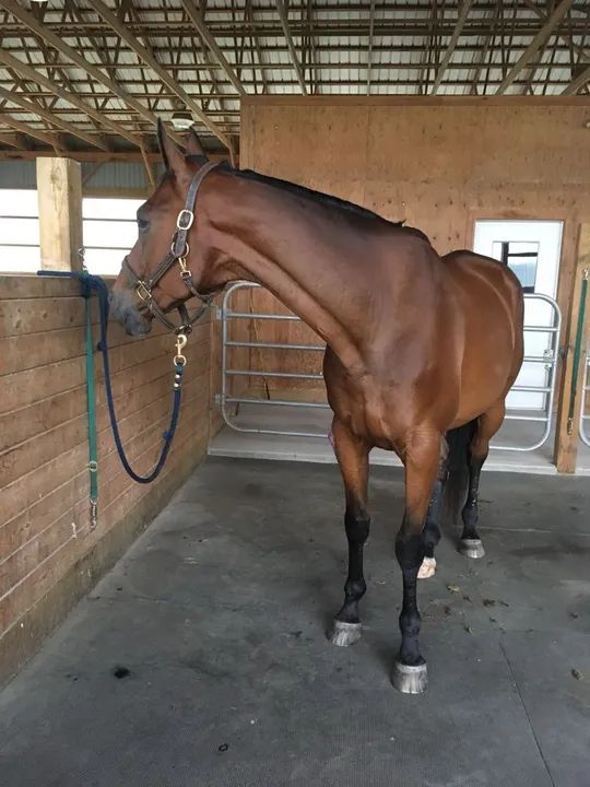 Cavalo para doação