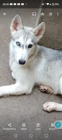 Northern inuit best sale dog olx