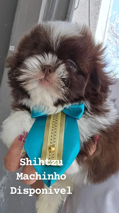 Shihtzu Branco e chocolate com preço especial - ate 10x