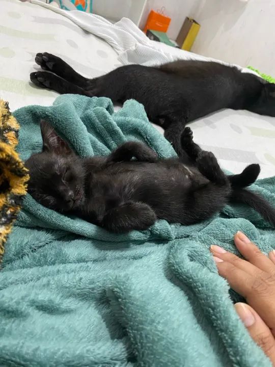 Adoção responsável, uma gatinha fofinha. Ajudarei na castração