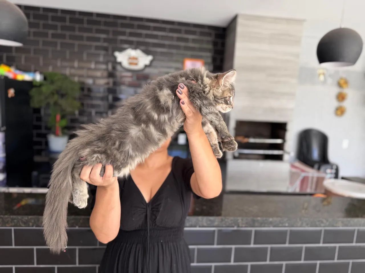 Filhotes Maine Coon - Foto 5