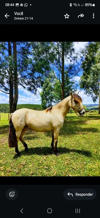 Potras crioulas registradas  - Foto 2