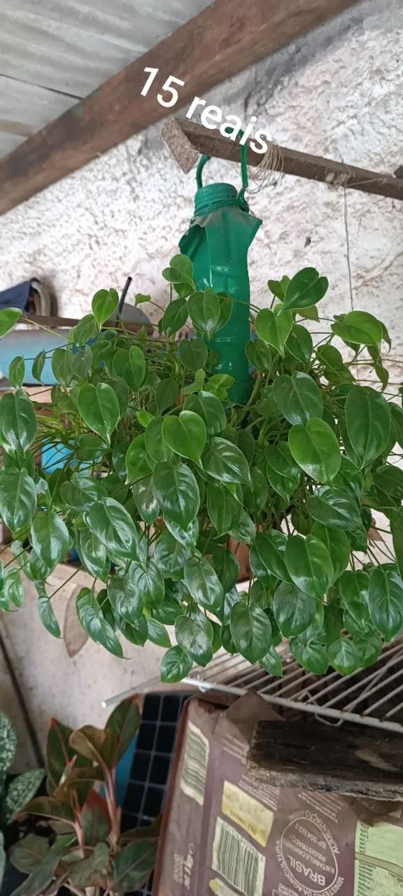 Planta 64315283738498124