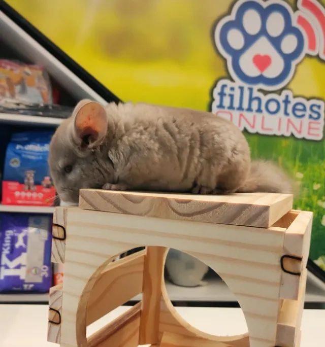 Filhotes de Chinchila - Foto 2