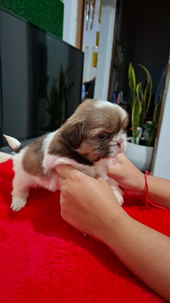 Filhote Shih Tzu disponível machos 