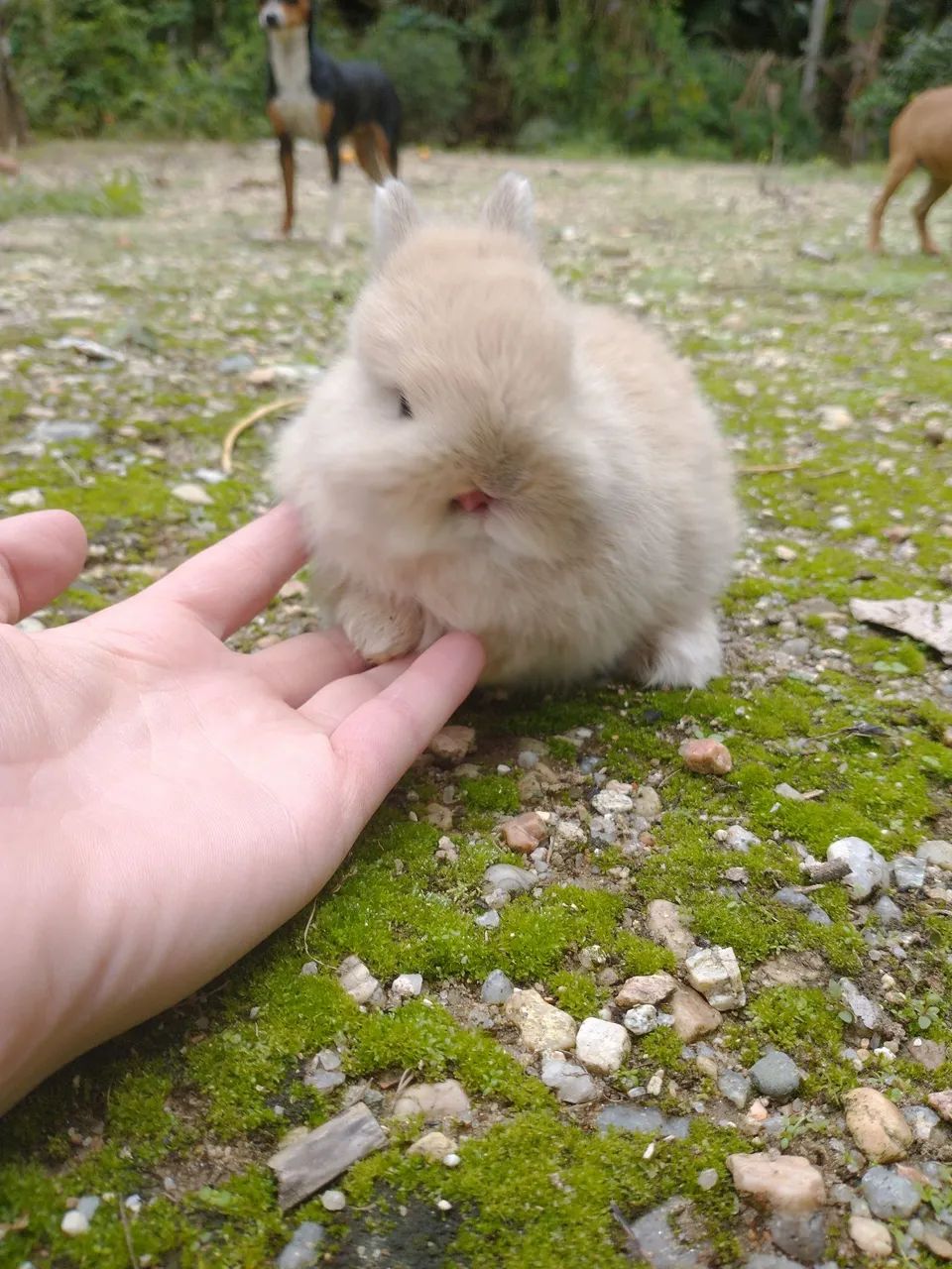 Mini coelhos Anão Netherland macho - Foto 3