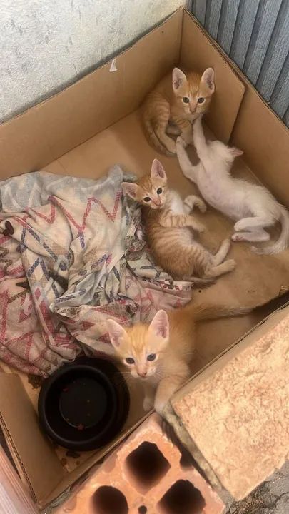 Quatro Gatinhos fofinhos para adoção - Foto 2
