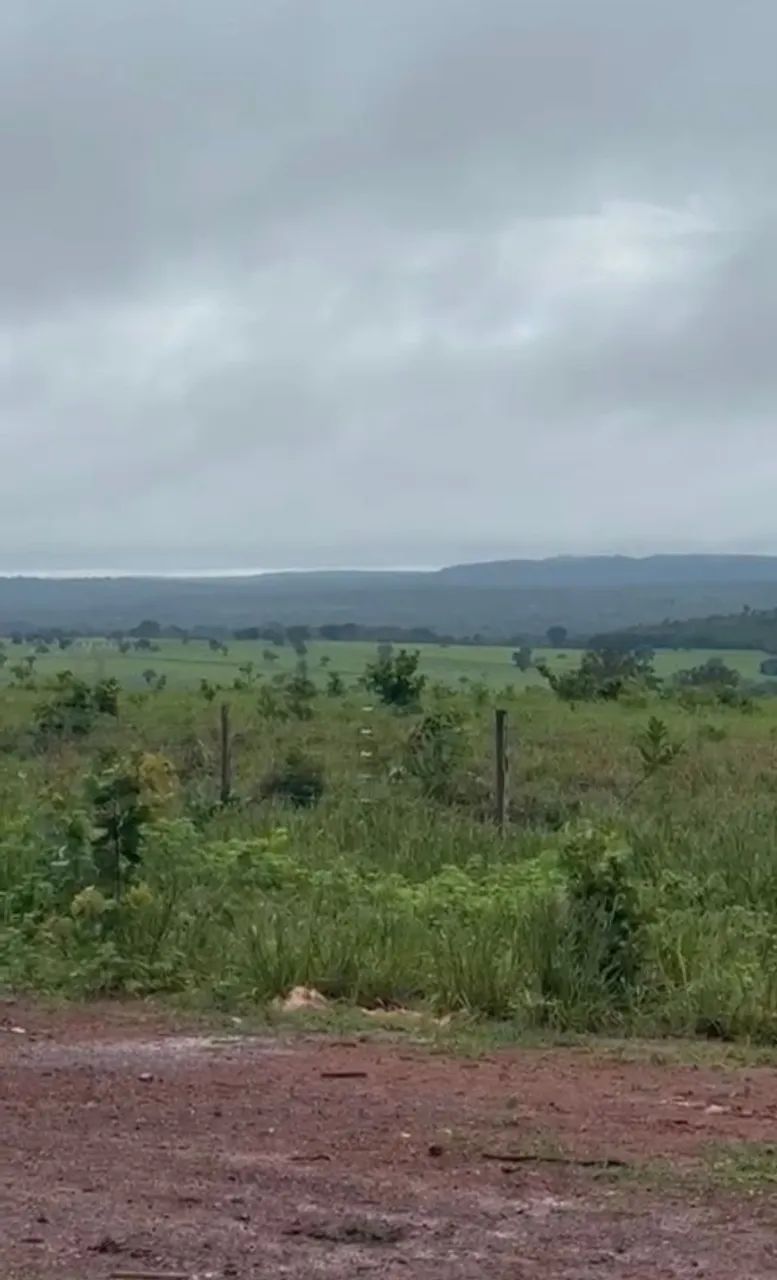 Soja milho ou pecuária  - Foto 6