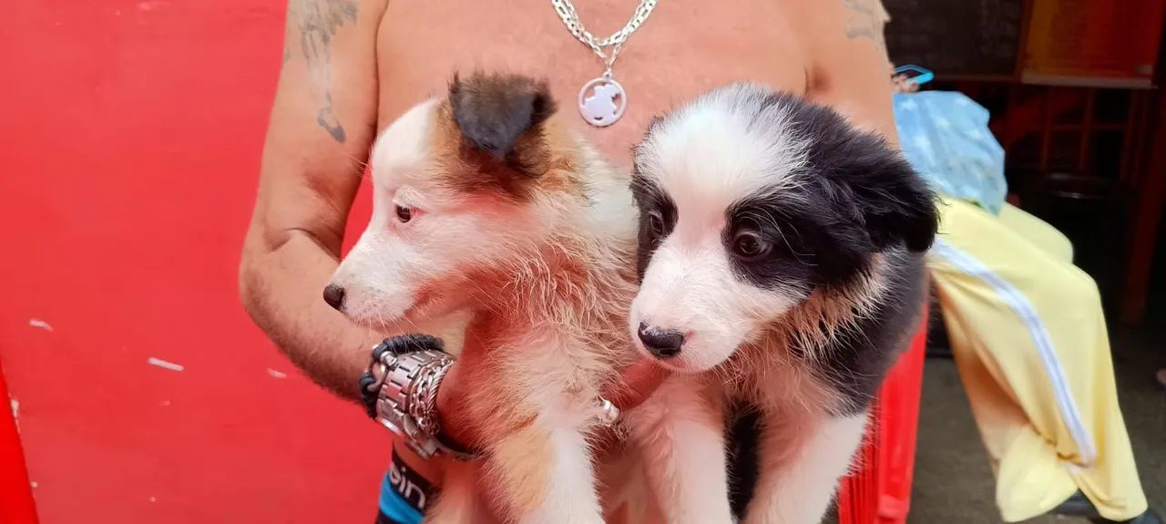 Filhotes de Border Collie 