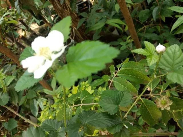 Vendo Mudas de Amora Negra - Guarulhos  - Foto 6