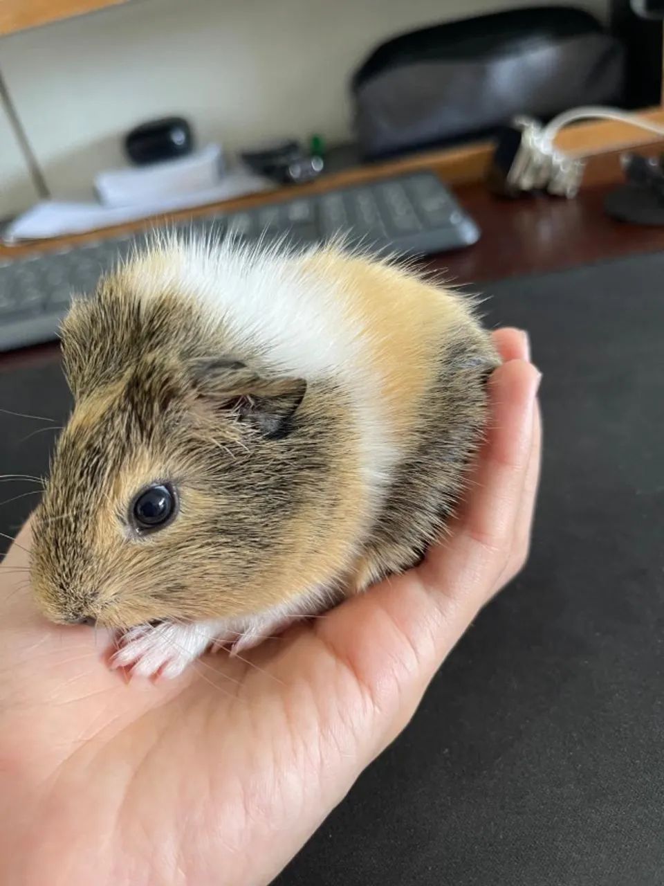 Filhote de Porco da Índia três cores. (macho) - Foto 5