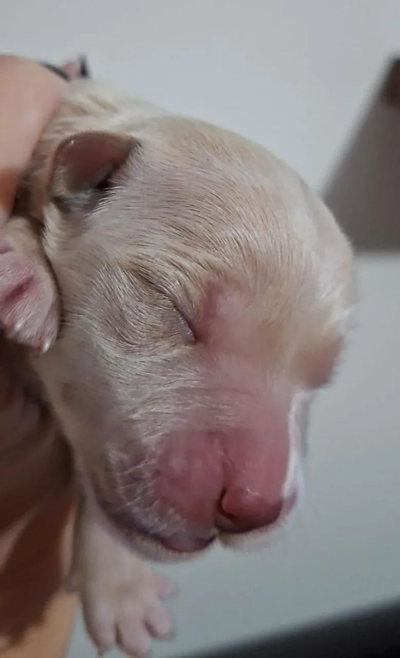 Filhotes Golden Retriever - Foto 2