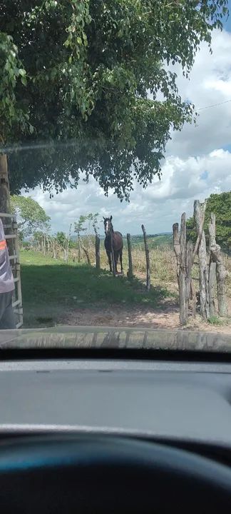 Cavalo a venda - Foto 6