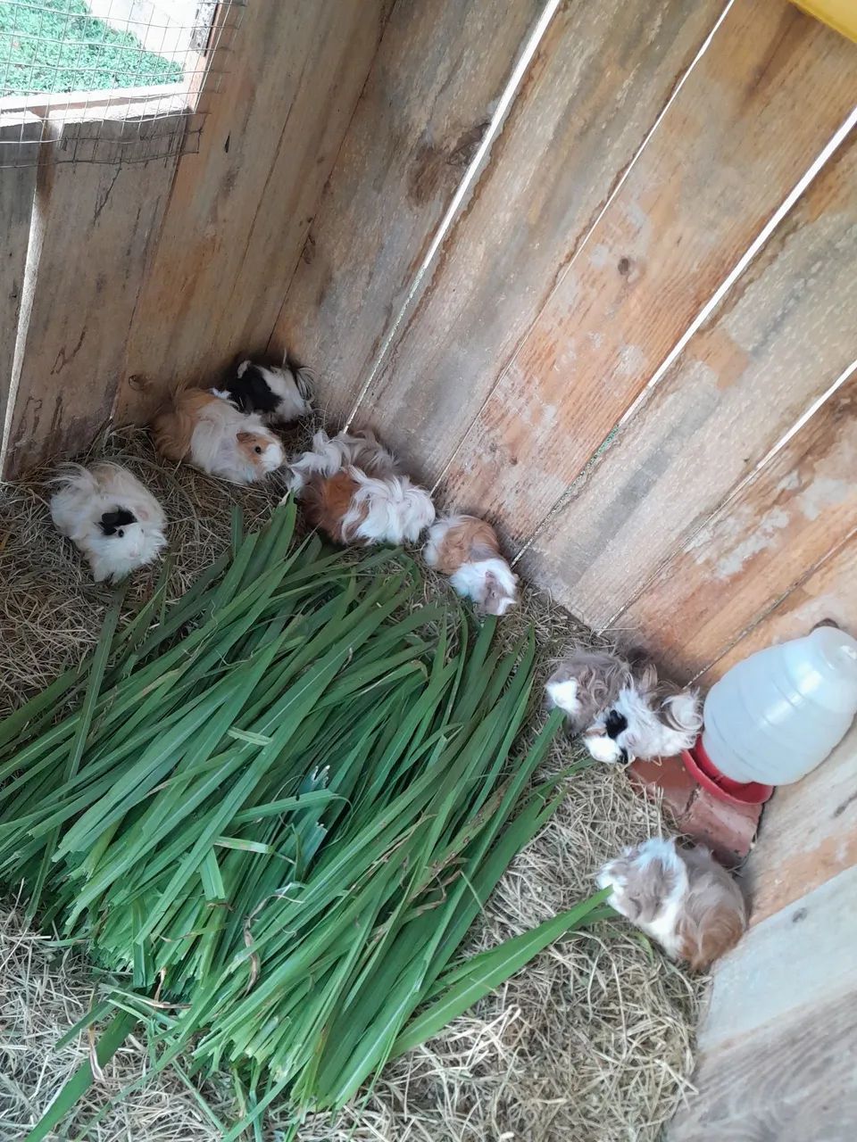 60 Porquinhos da Índia...