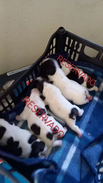 Filhotes de Bulldog Francês - Foto 2