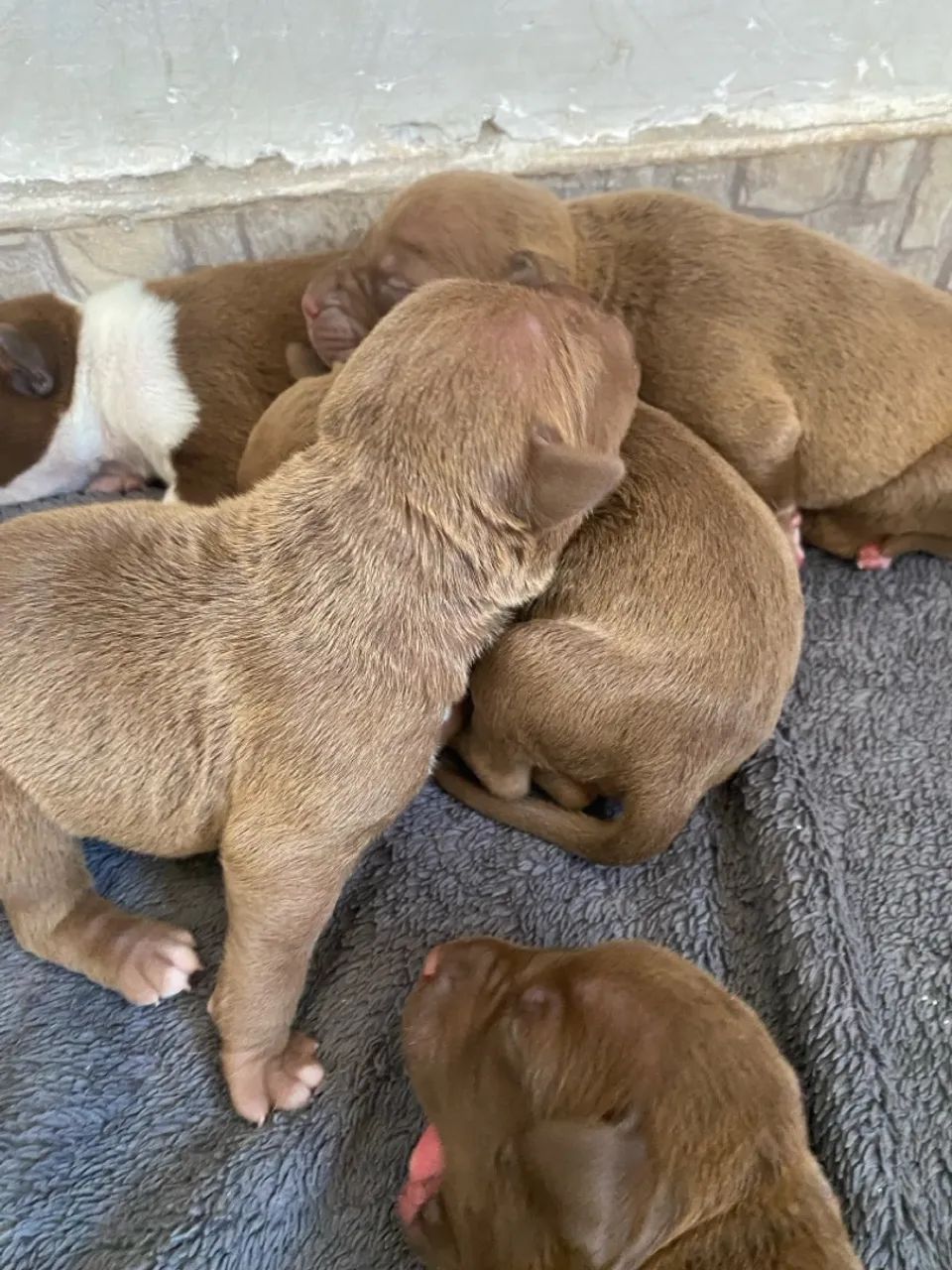 Filhotes Pitbull disponíveis para venda  - Foto 2