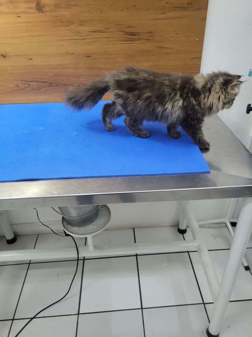 Persa femea filhote tigrada - Foto 3