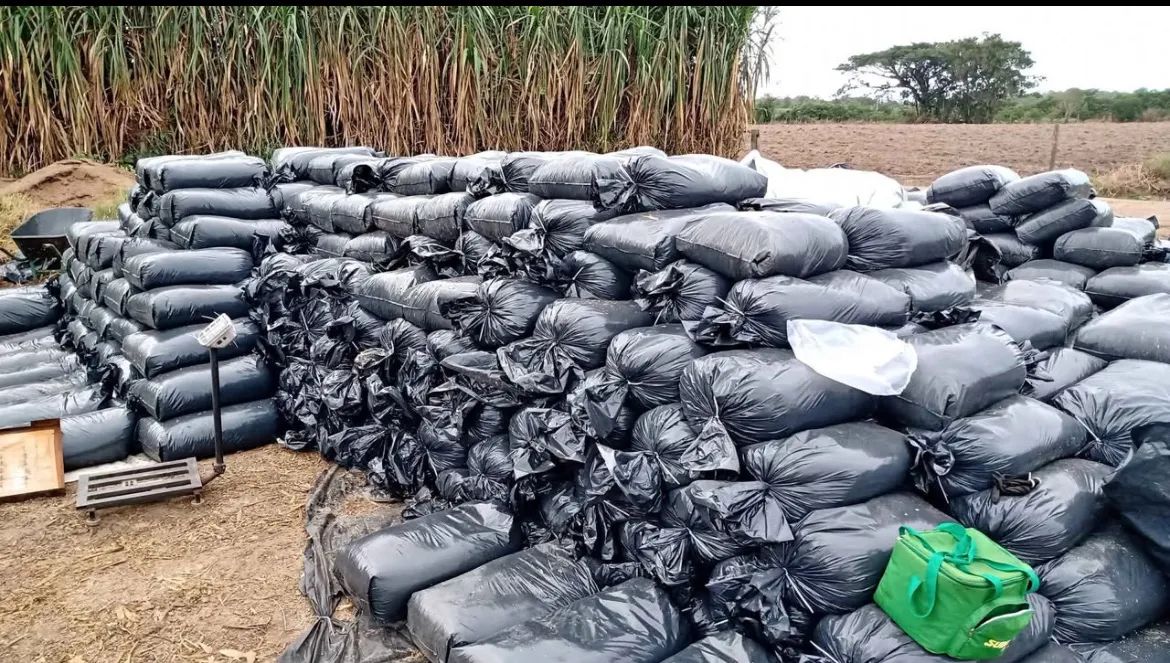 Silagem de milho64298558394369120