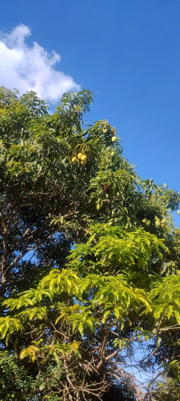 Lote com registro, escritura e número da rua  - Foto 8