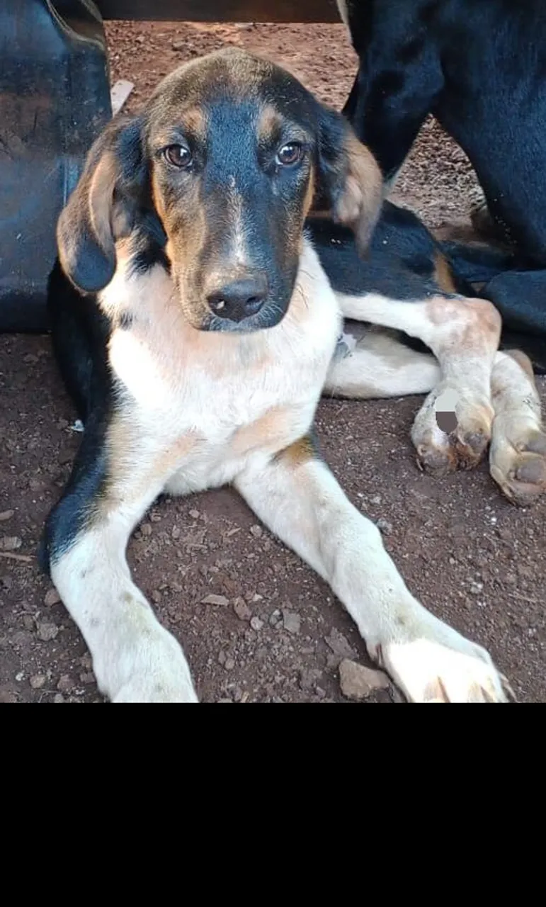 Filhote de cachorro para adoção