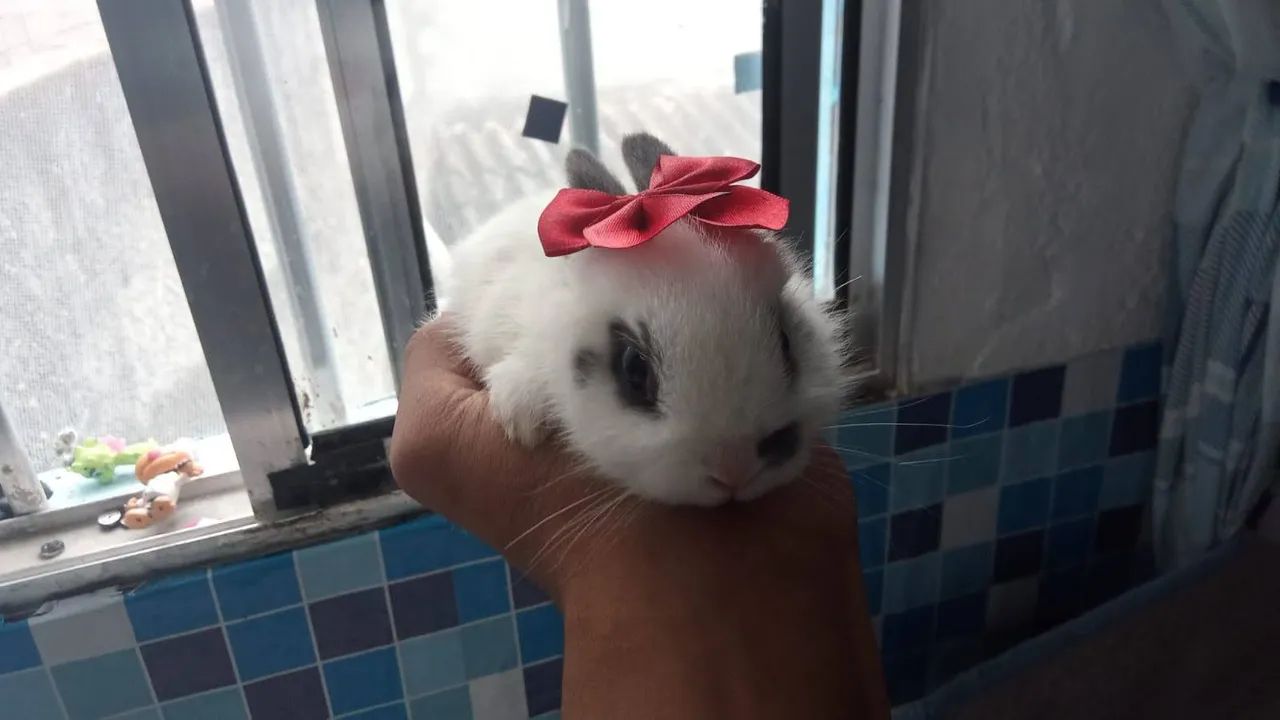 Mini coelho  - Foto 2