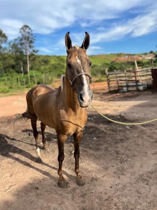 Potro Mangalarga garanhão 