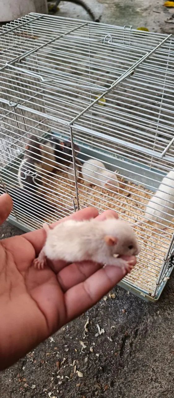 Ratos para venda - criados em ambiente seguro! - Foto 2