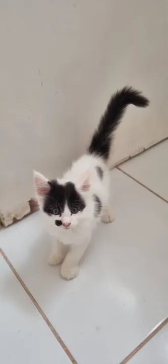 Vendo Lindos Filhotes de Maine Coon - Foto 4