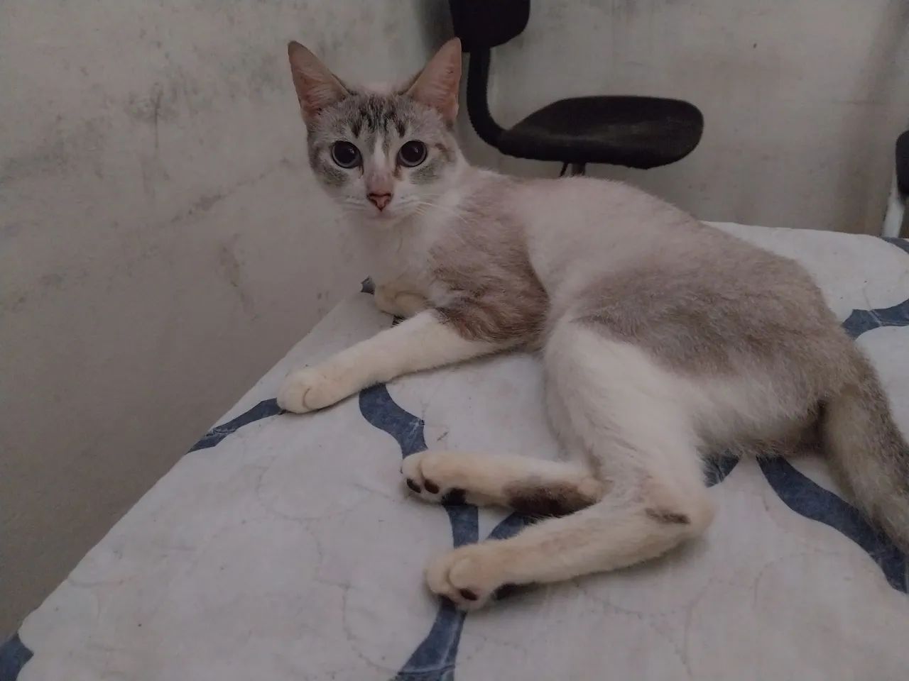Gata linda disponível para adoção