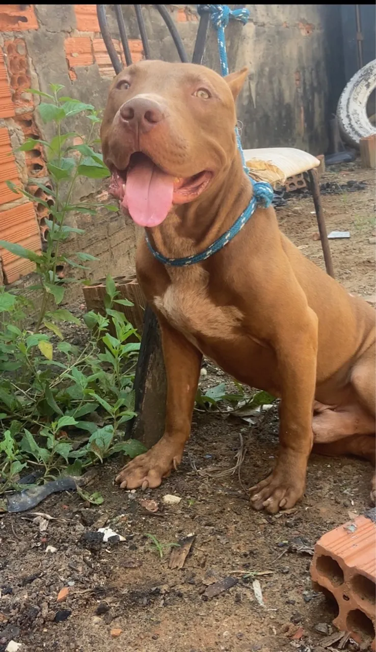 Pitbull Marrom