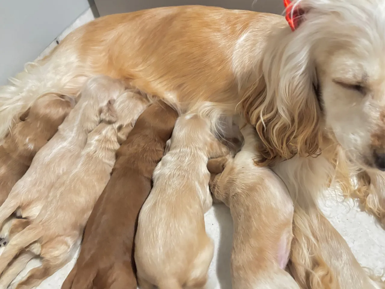 Filhotes de Cocker Spaniel Inglês