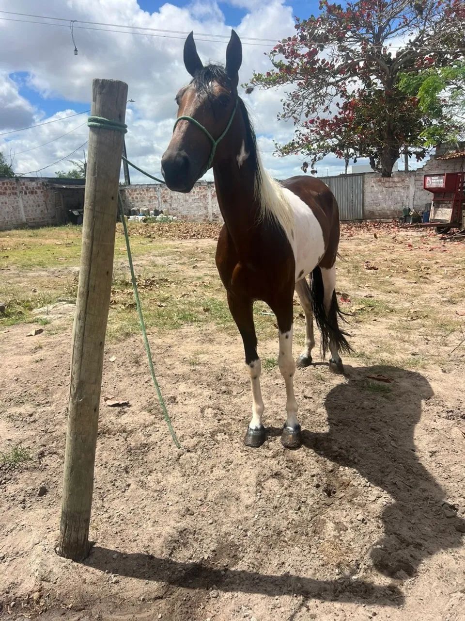 Mangalarga registrado marcha picada  - Foto 2