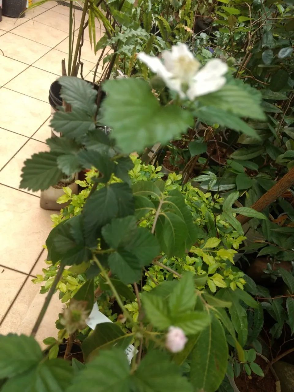 Vendo Mudas de Amora Negra - Guarulhos  - Foto 4