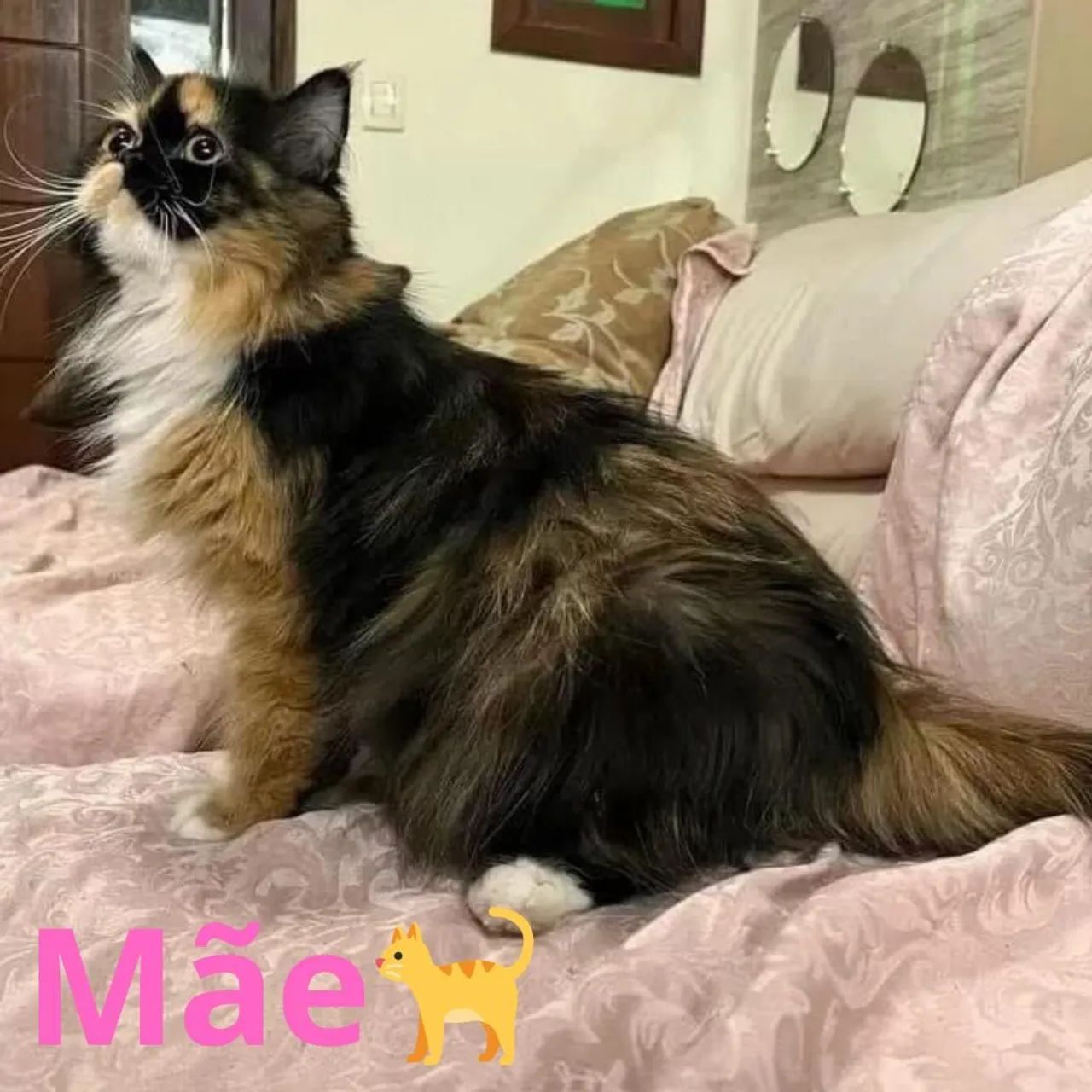 Linda gatinha tricolor! - Foto 5