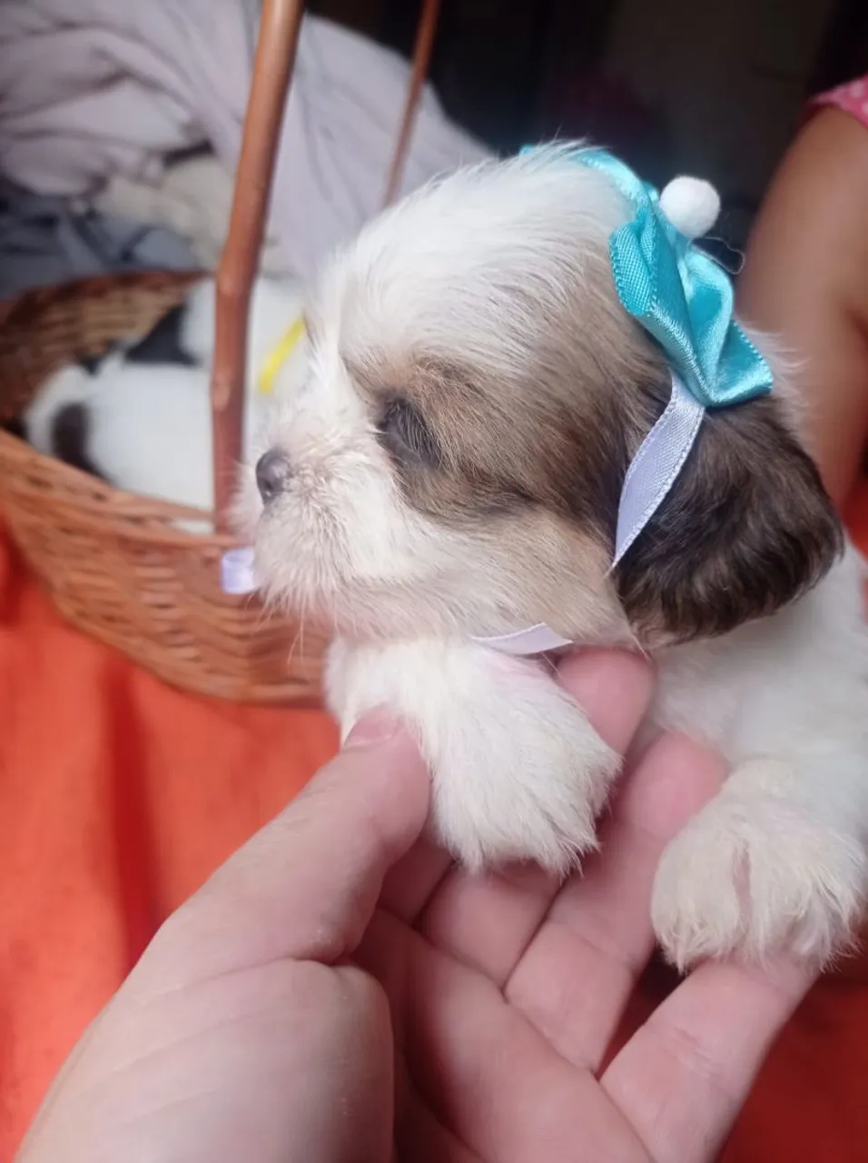 Filhote Shih Tzu fêmea com lacinho