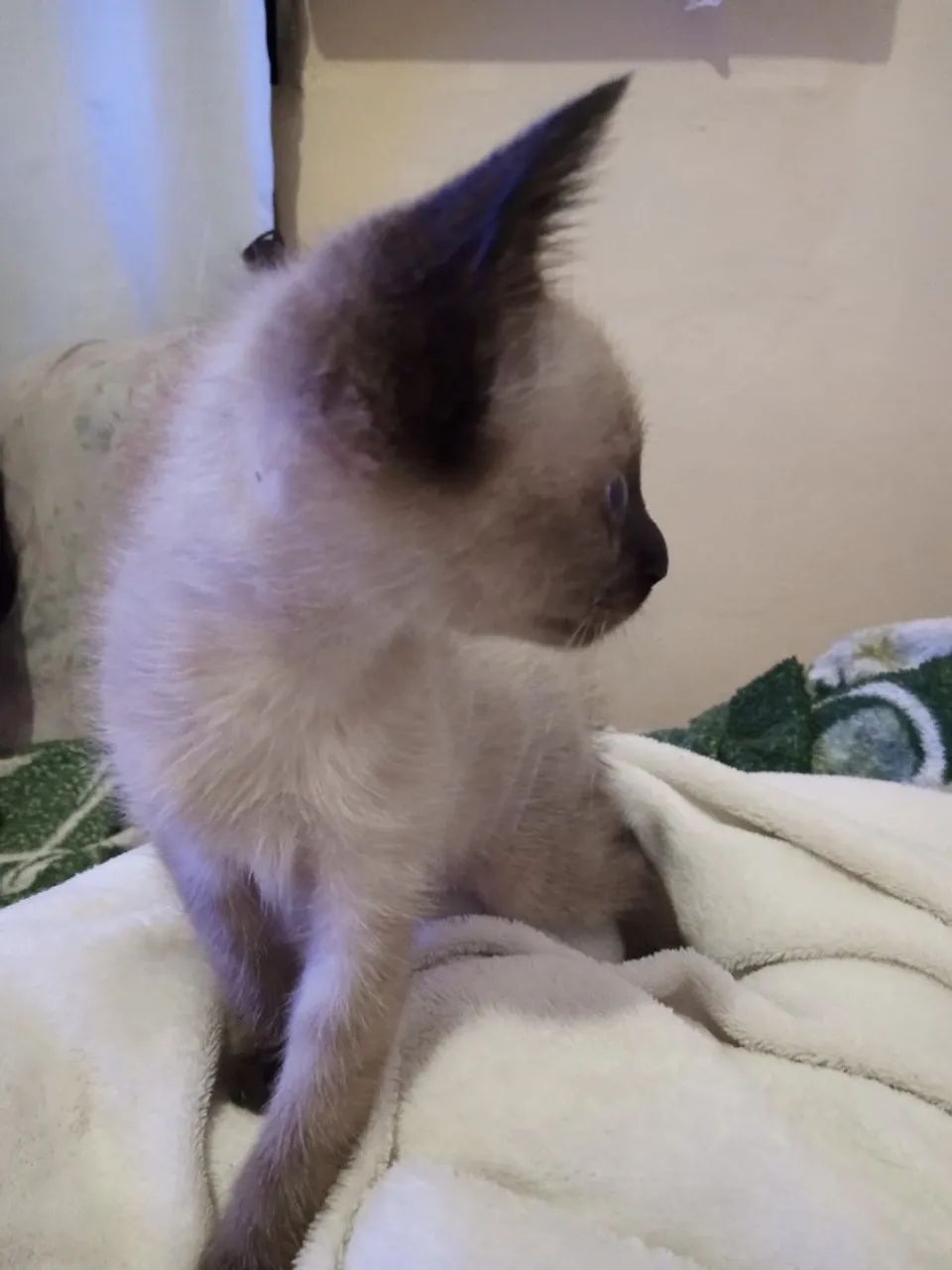 Animal de estimação 