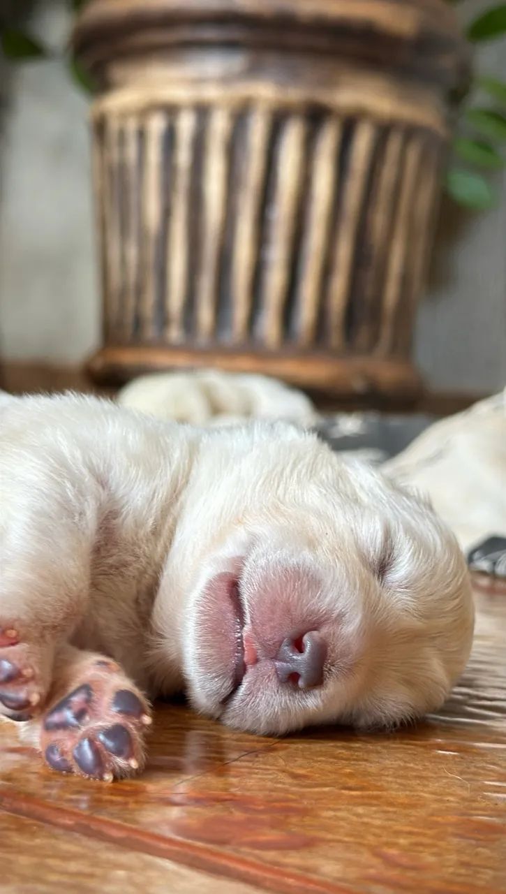 Filhotes Pastor Maremano Abruzês - Foto 3