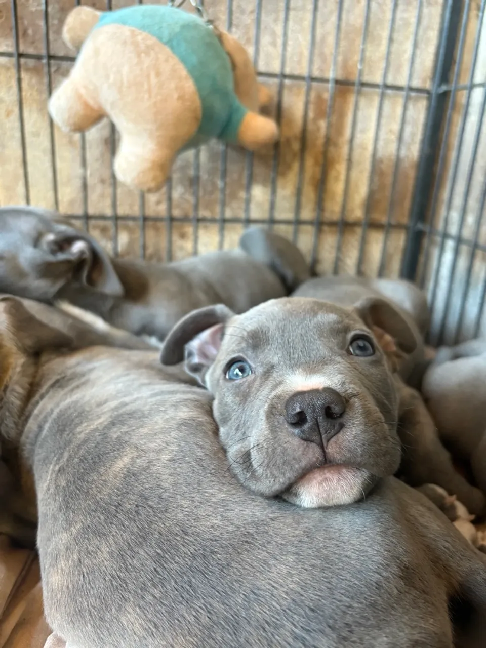 Filhotes de american bully