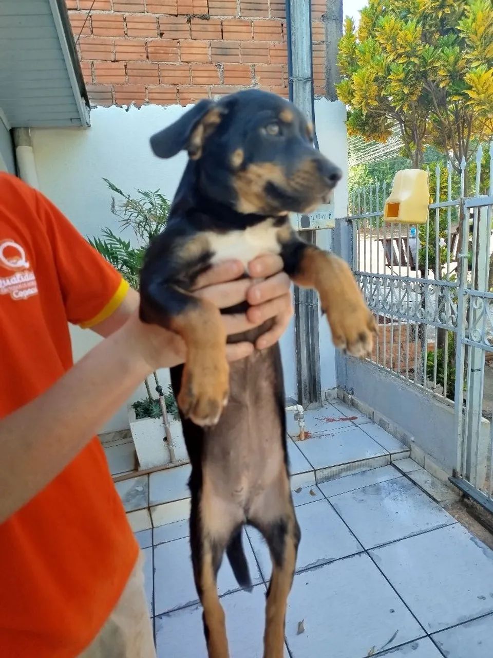 Filhote de cachorro - Foto 4