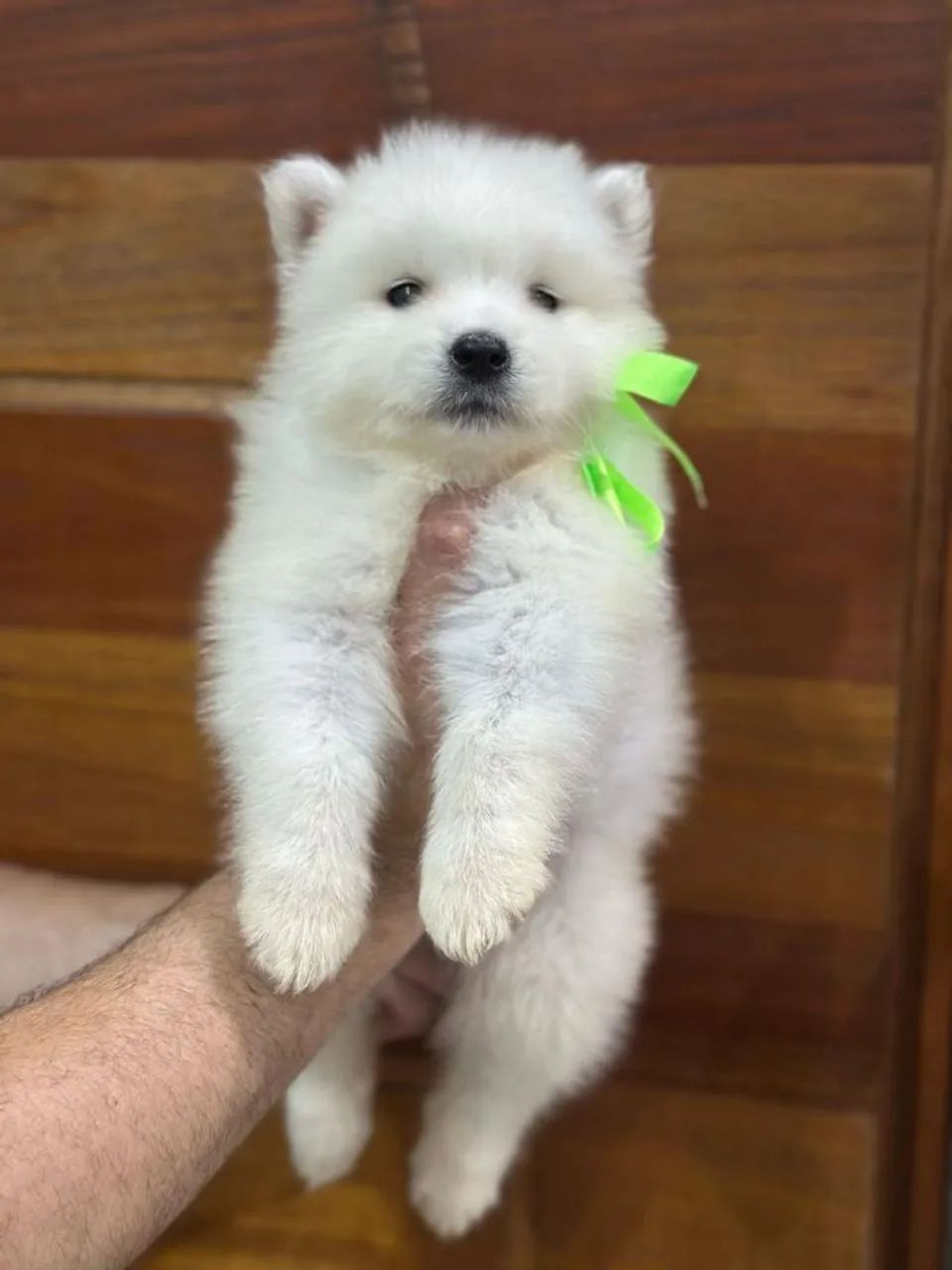 Filhote de Samoiedo - Pelúcia Branquinha