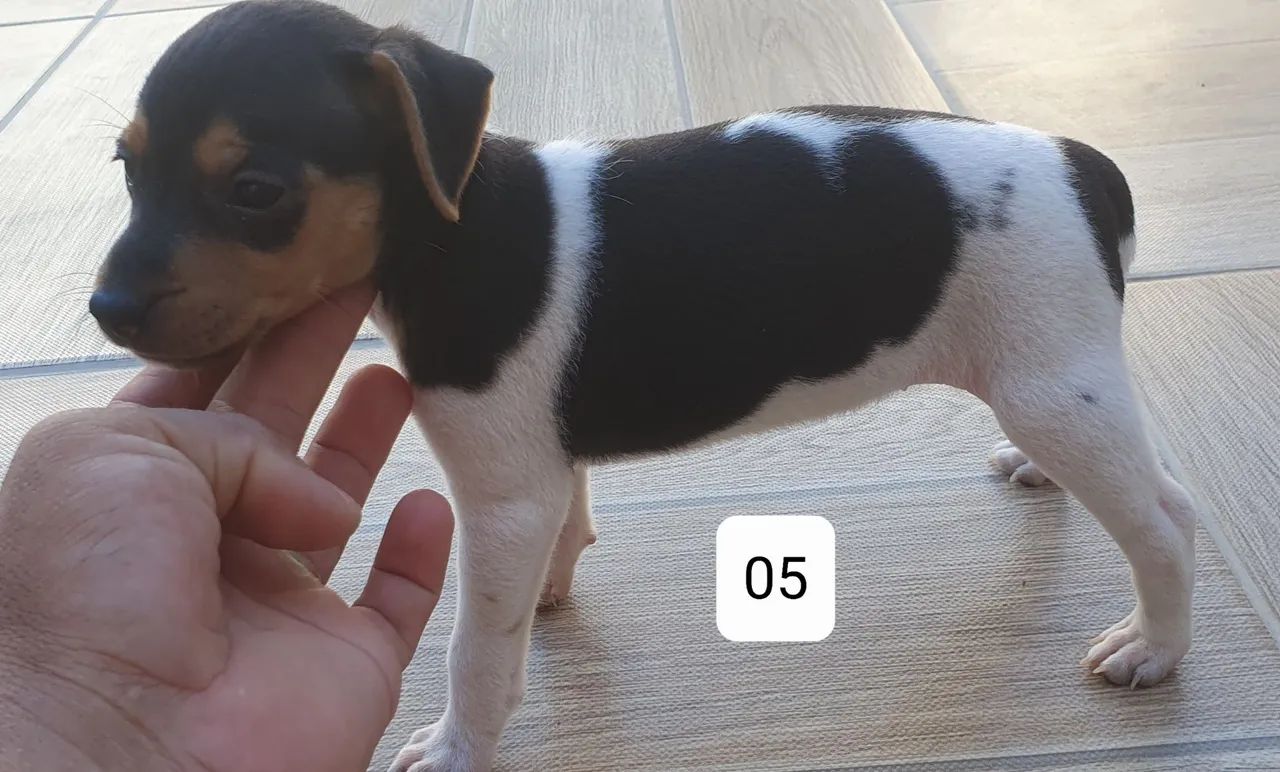 Filhotes de fox paulistinha - Foto 4