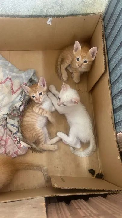 Quatro Gatinhos fofinhos para adoção - Foto 3