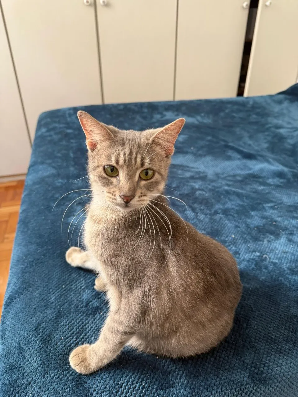 Gatinho Cinza Adorável para Adoção