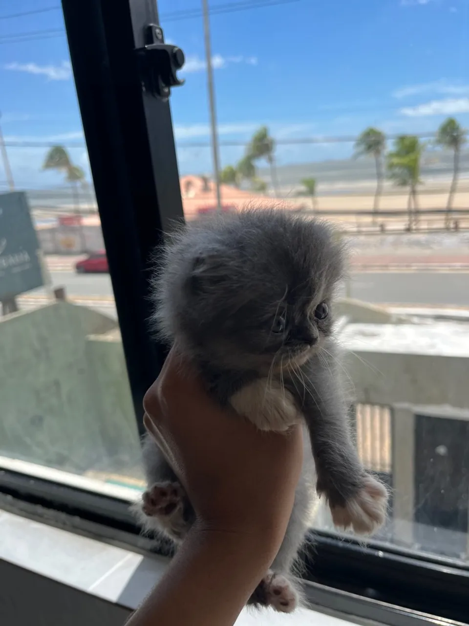 Gato persa