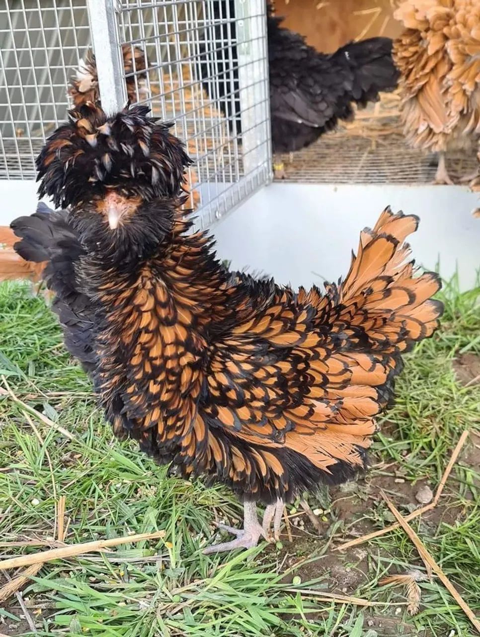 Pintinhos Galinha Polonesa  - Foto 3