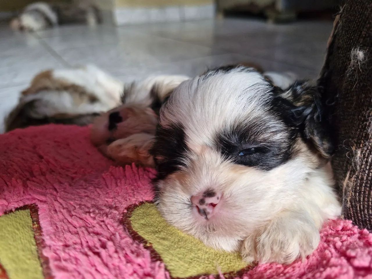 Filhotes de Shih Tzu a venda - Foto 5